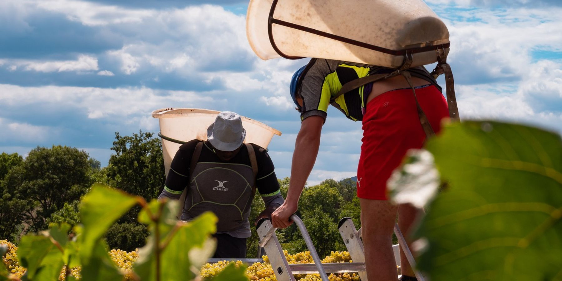 Domaine Cheveau